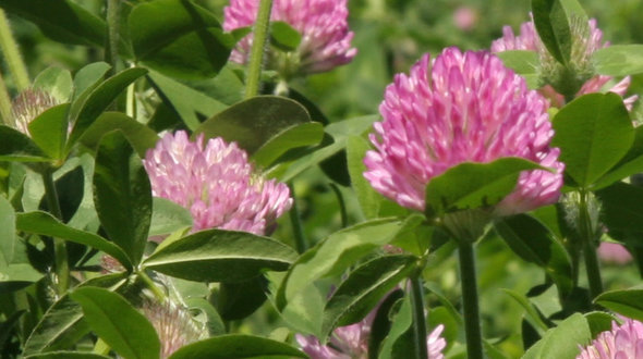 Header rode klaver2.jpg